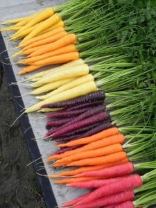 Carrot colours
