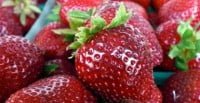 Yarra Strawberries